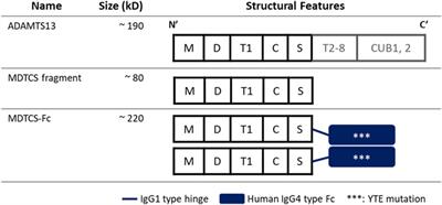 Kinetic modeling of the plasma pharmacokinetic profiles of ADAMTS13 fragment and its Fc-fusion counterpart in mice